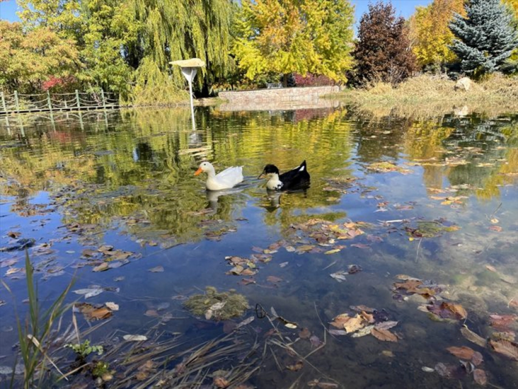 Atatürk Üniversitesi yerleşkesi ve Ata Botanik Bahçe'de sonbahar renkleri hakim oldu