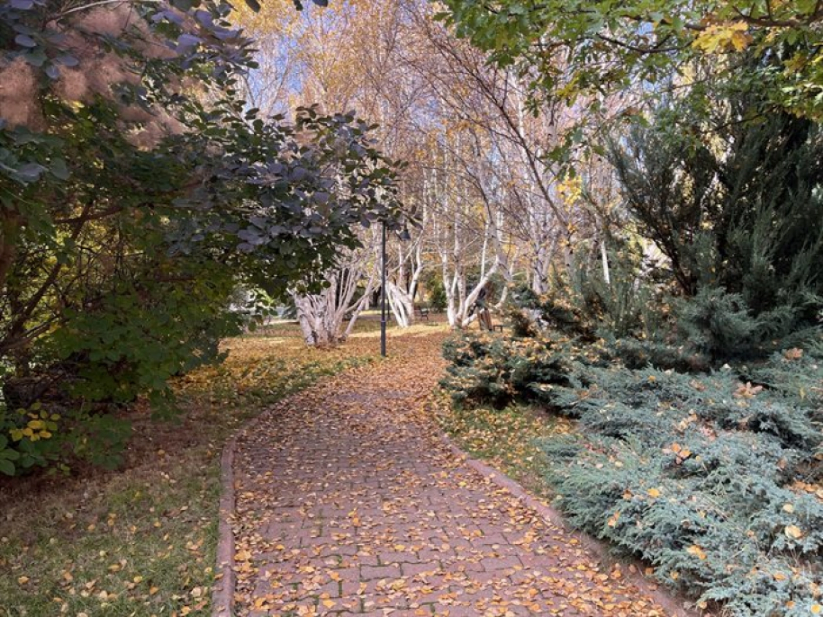 Atatürk Üniversitesi yerleşkesi ve Ata Botanik Bahçe'de sonbahar renkleri hakim oldu