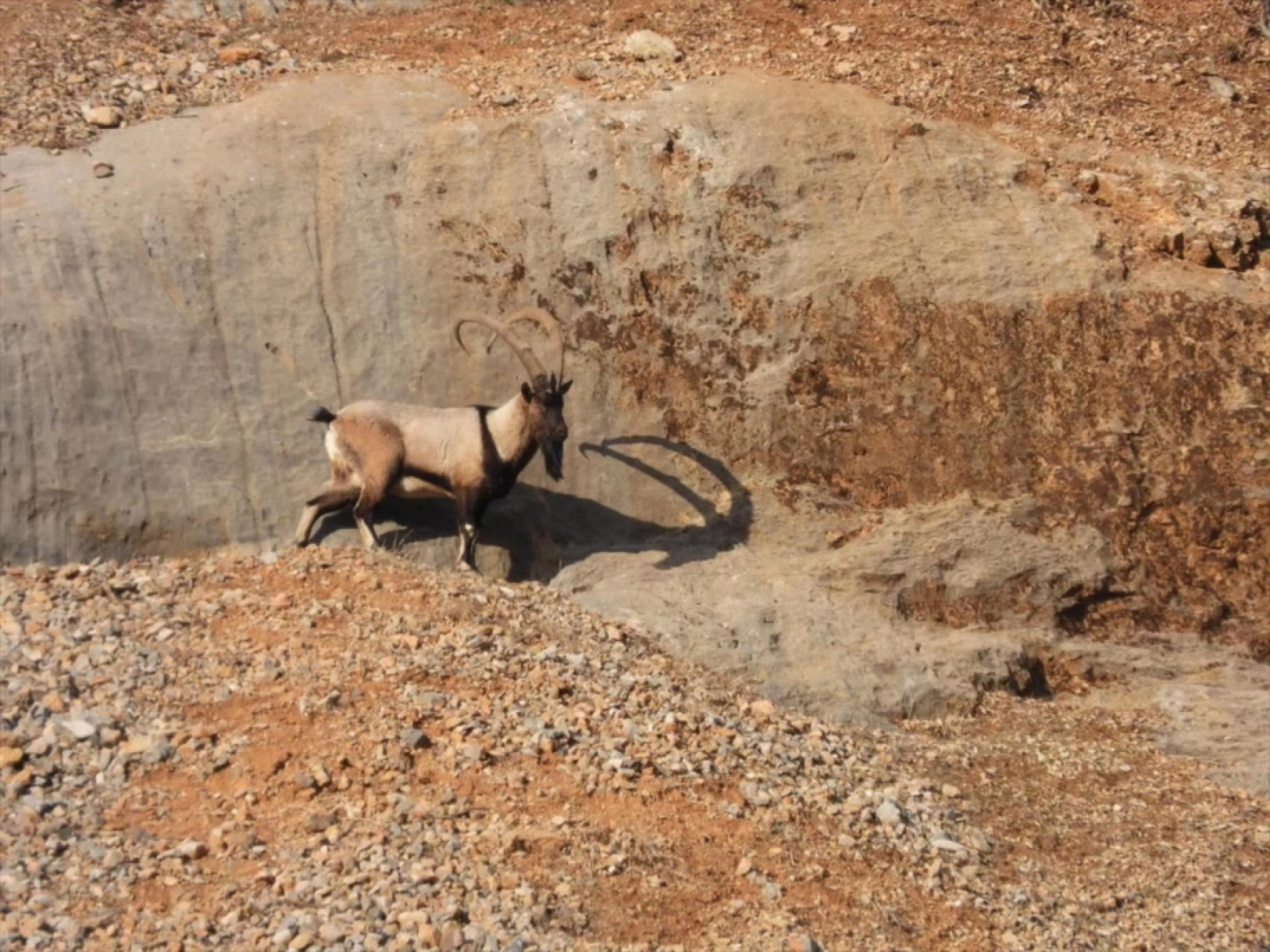 Malatya'da dağ keçileri görüldü