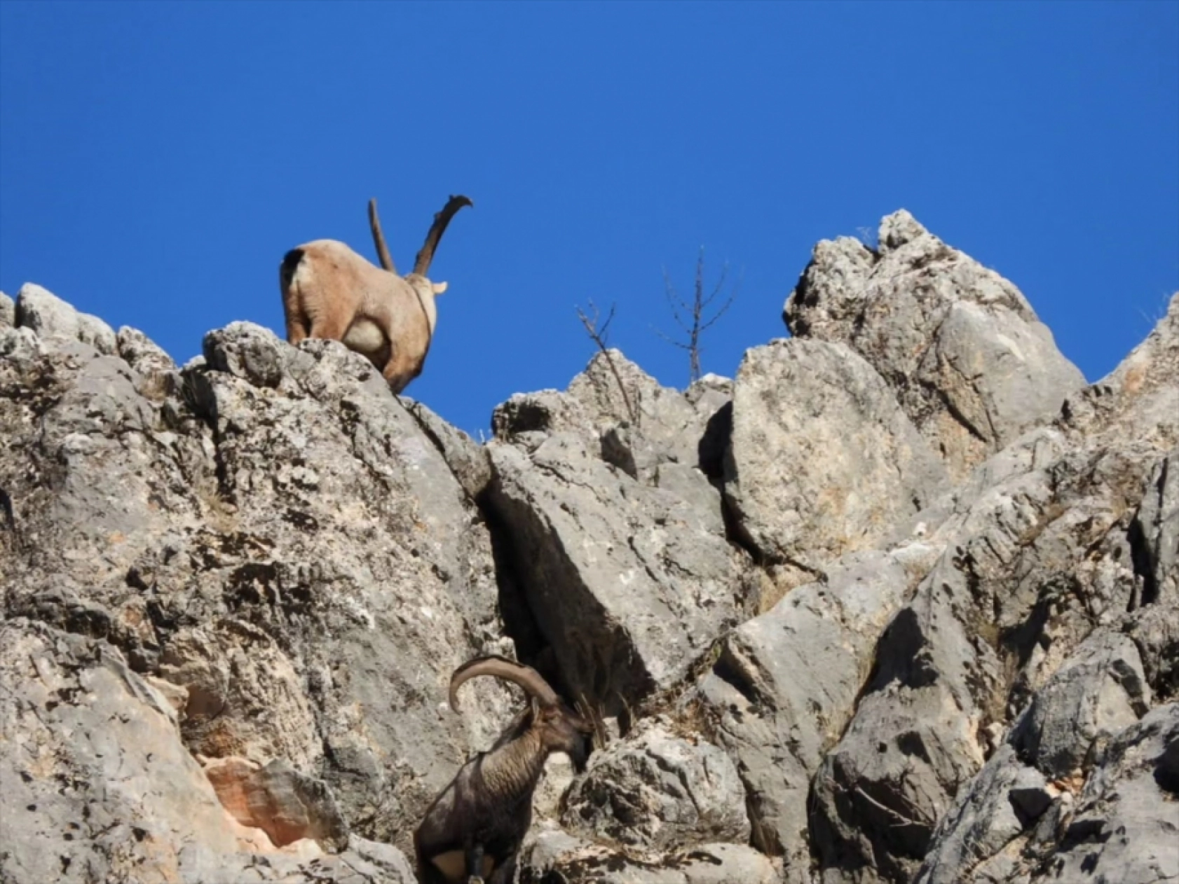 Malatya'da dağ keçileri görüldü