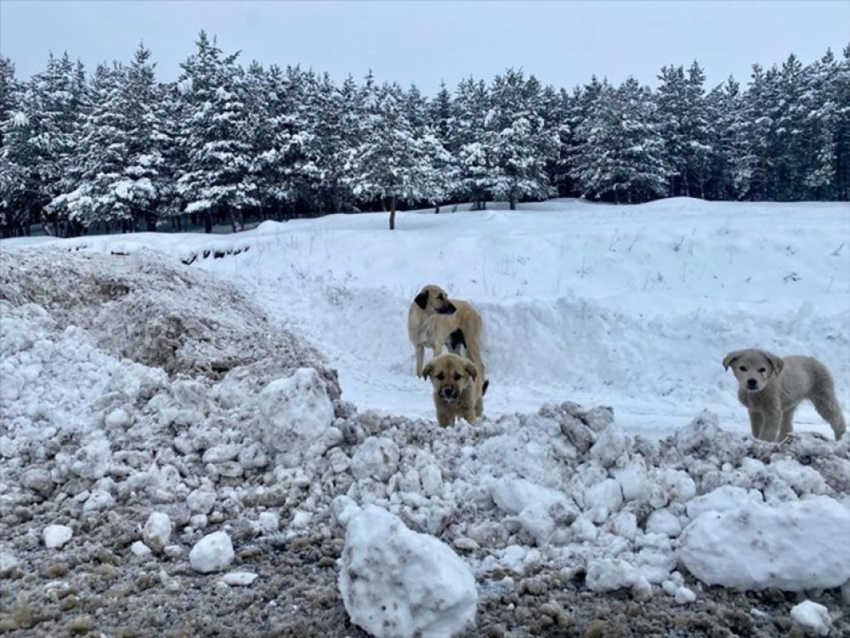 Erzurum, Kars, Ardahan, Ağrı ve Tunceli'de dondurucu soğuk etkili oluyor