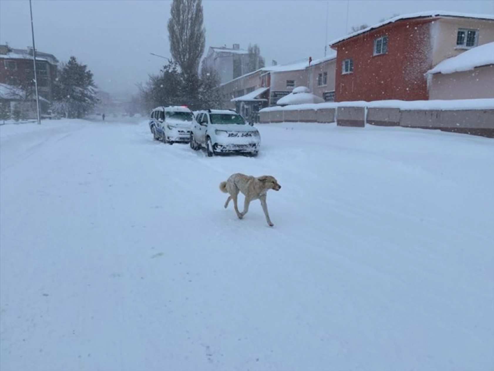 Ardahan'da yoğun kar yağışı etkili oldu