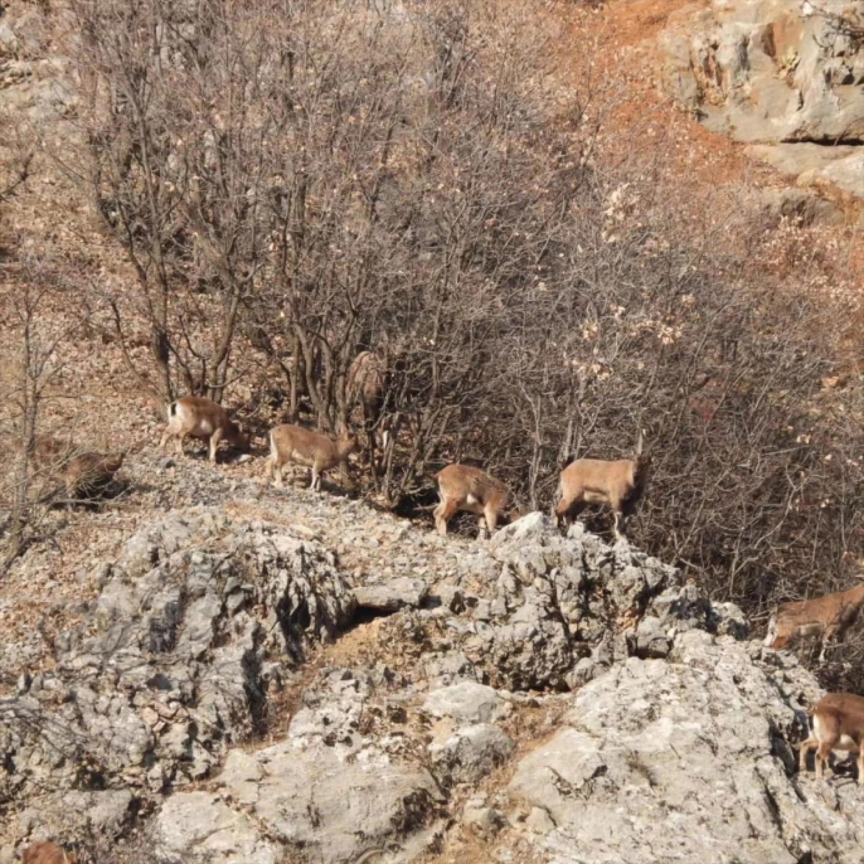 Malatya'da dağ keçileri görüldü
