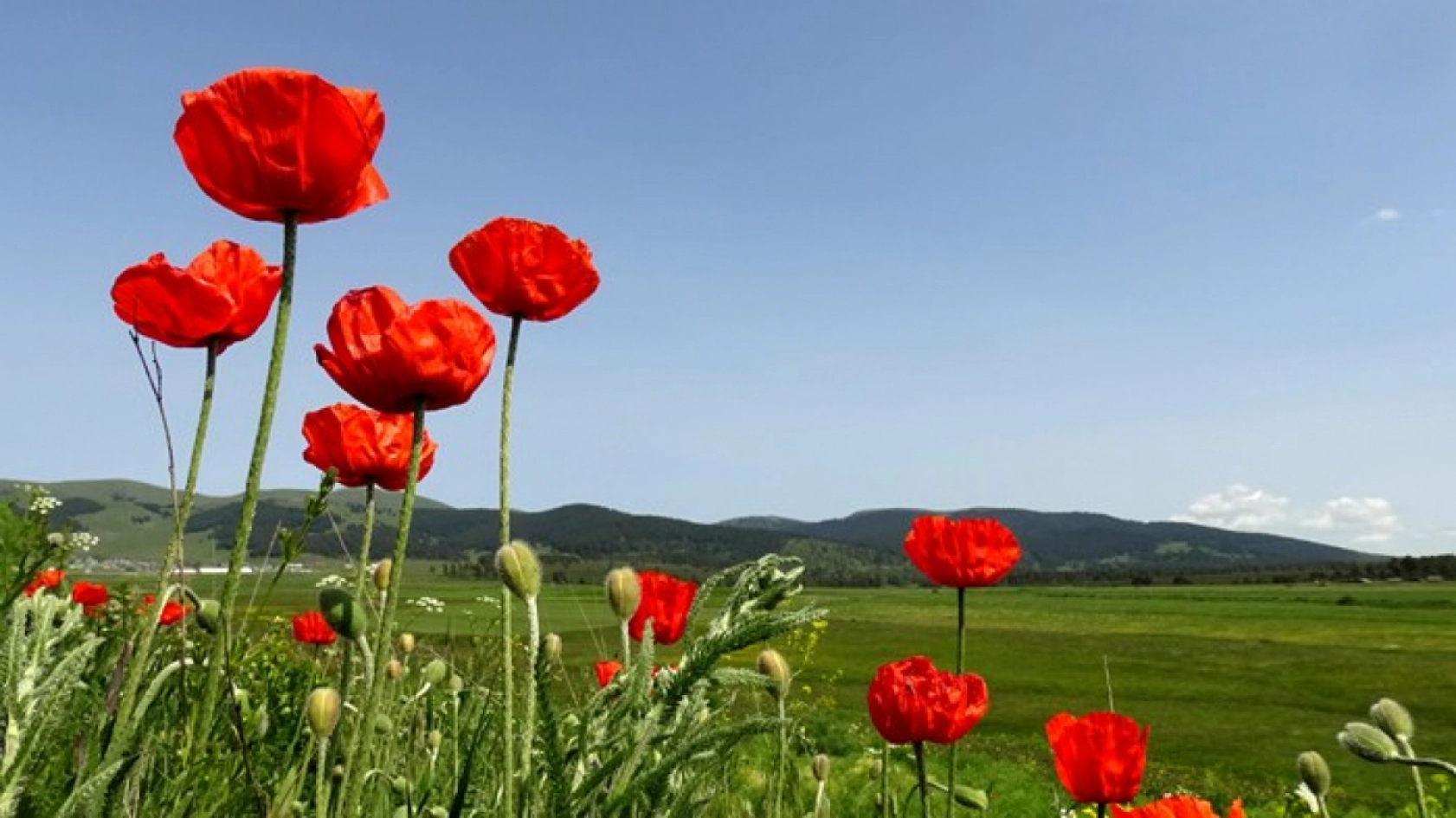 Kars'ın yüksek kesimleri rengarenk çiçeklerle kaplandı