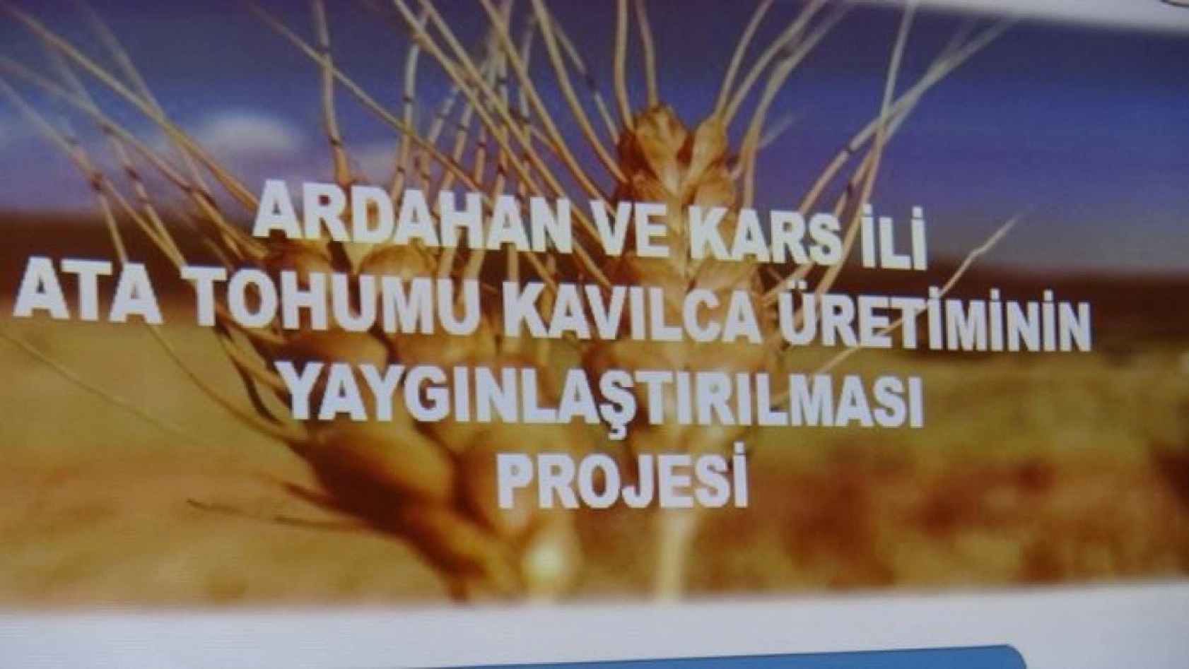 Kavılca Buğdayı ülke ekonomisine katma değer katacak