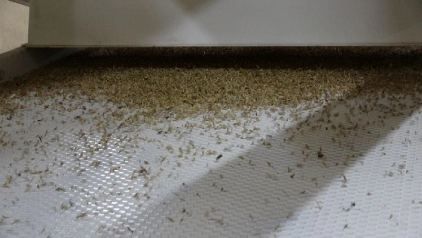 Kavılca Buğdayı ülke ekonomisine katma değer katacak