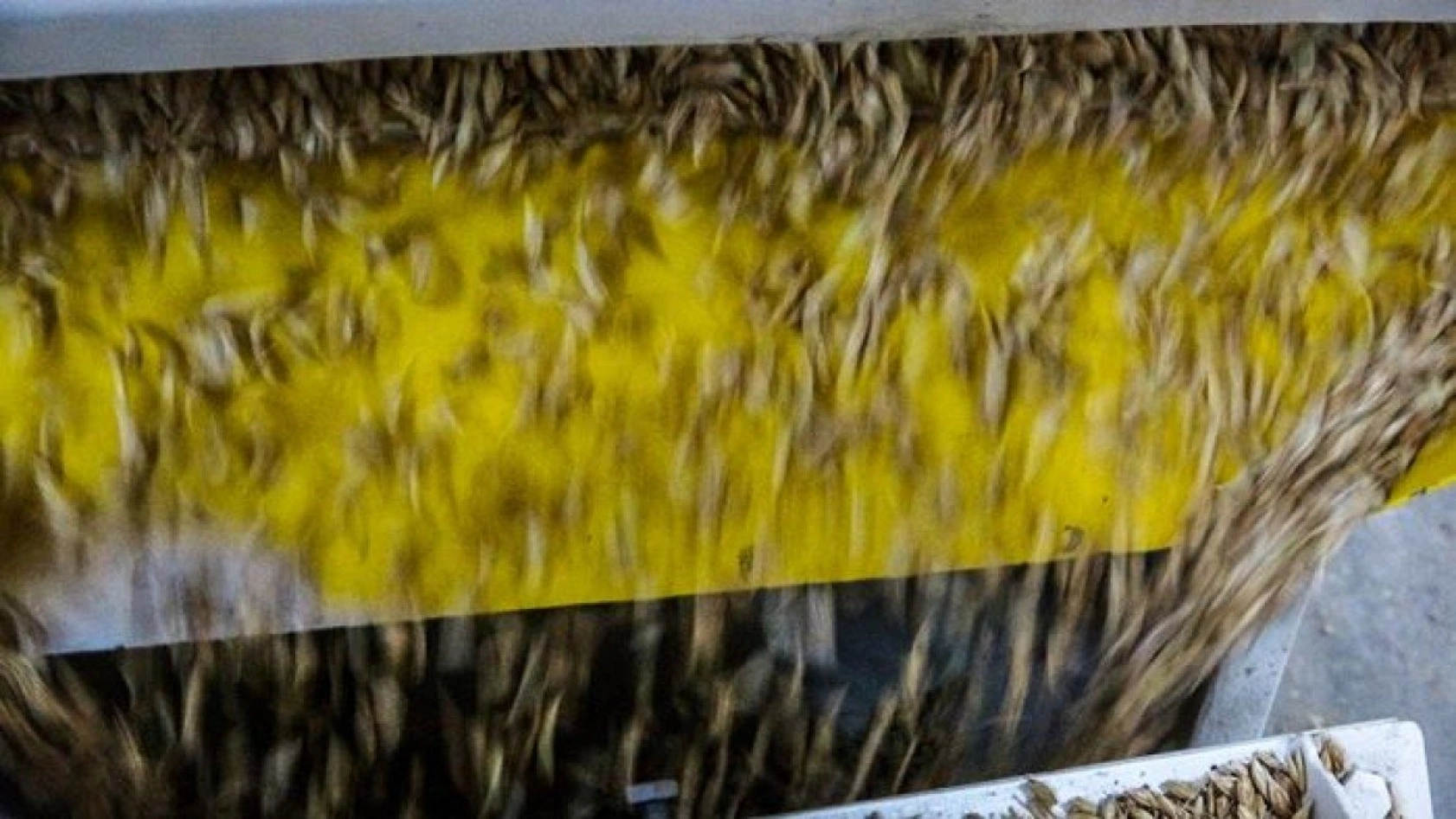 Kavılca Buğdayı ülke ekonomisine katma değer katacak