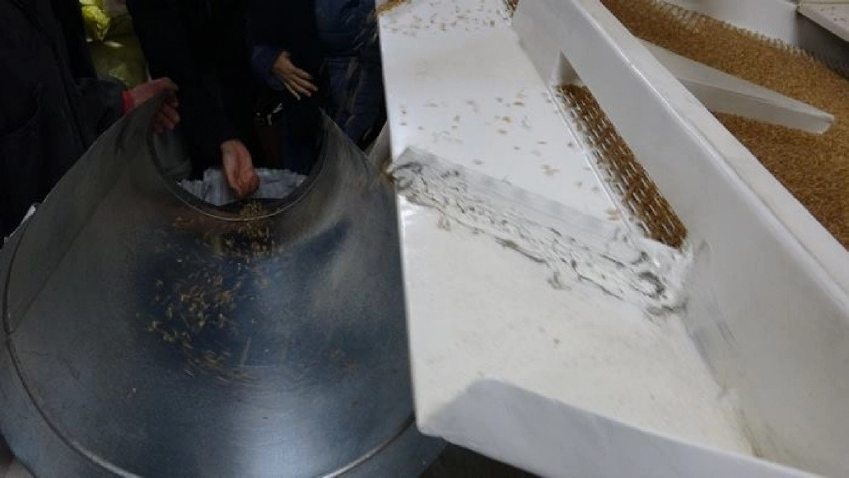 Kavılca Buğdayı ülke ekonomisine katma değer katacak