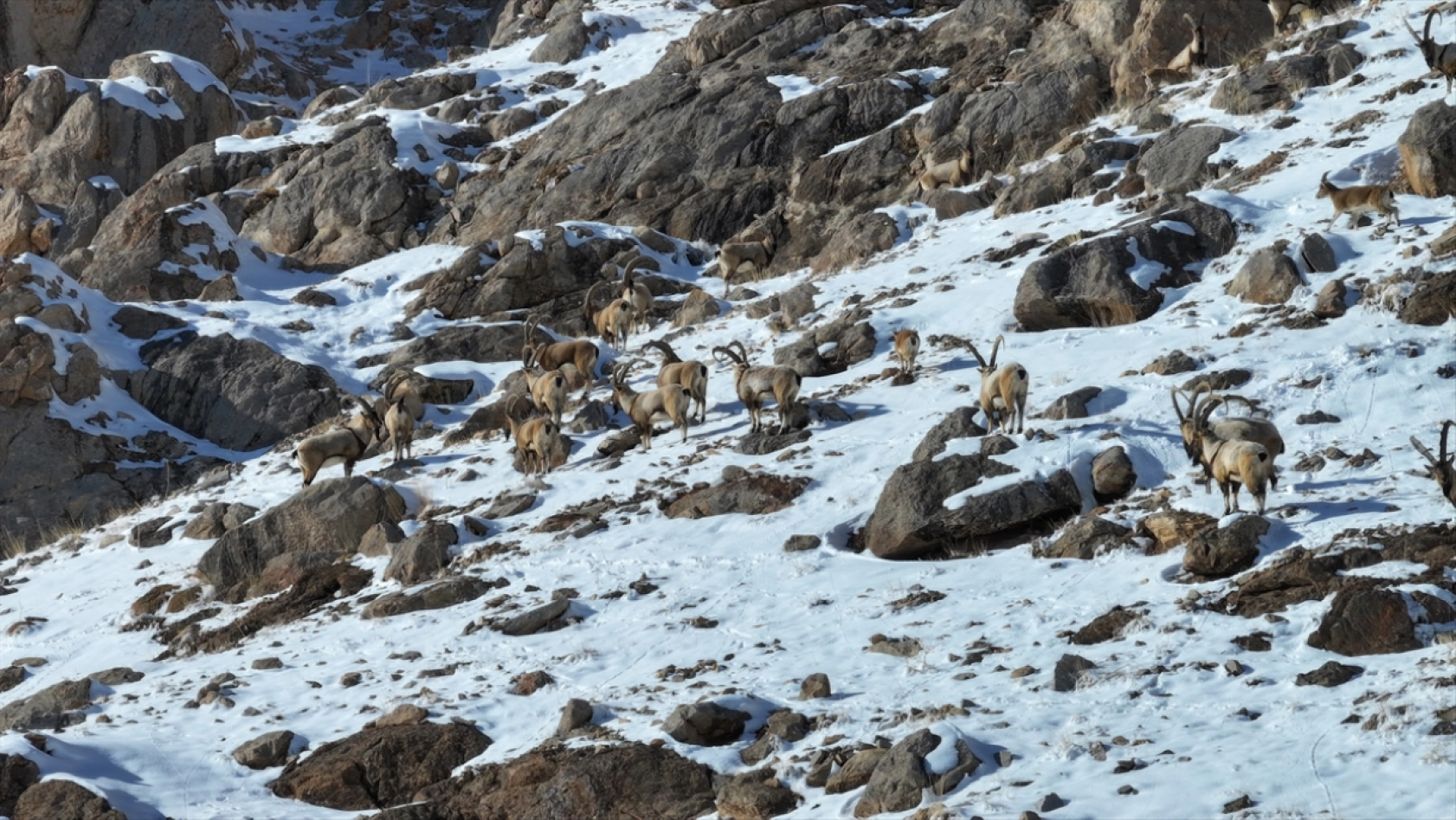 'Doğanın bekçileri' karlı dağlarda yaban hayatını korumaya çalışıyor