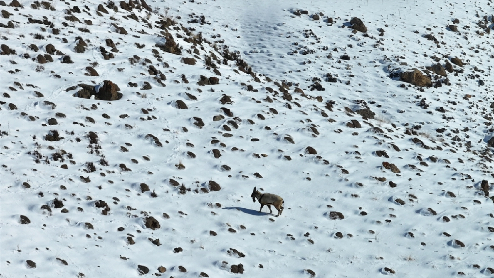 'Doğanın bekçileri' karlı dağlarda yaban hayatını korumaya çalışıyor