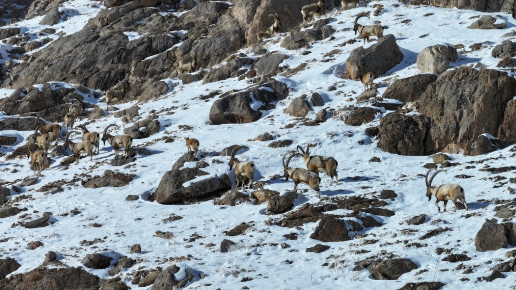 'Doğanın bekçileri' karlı dağlarda yaban hayatını korumaya çalışıyor