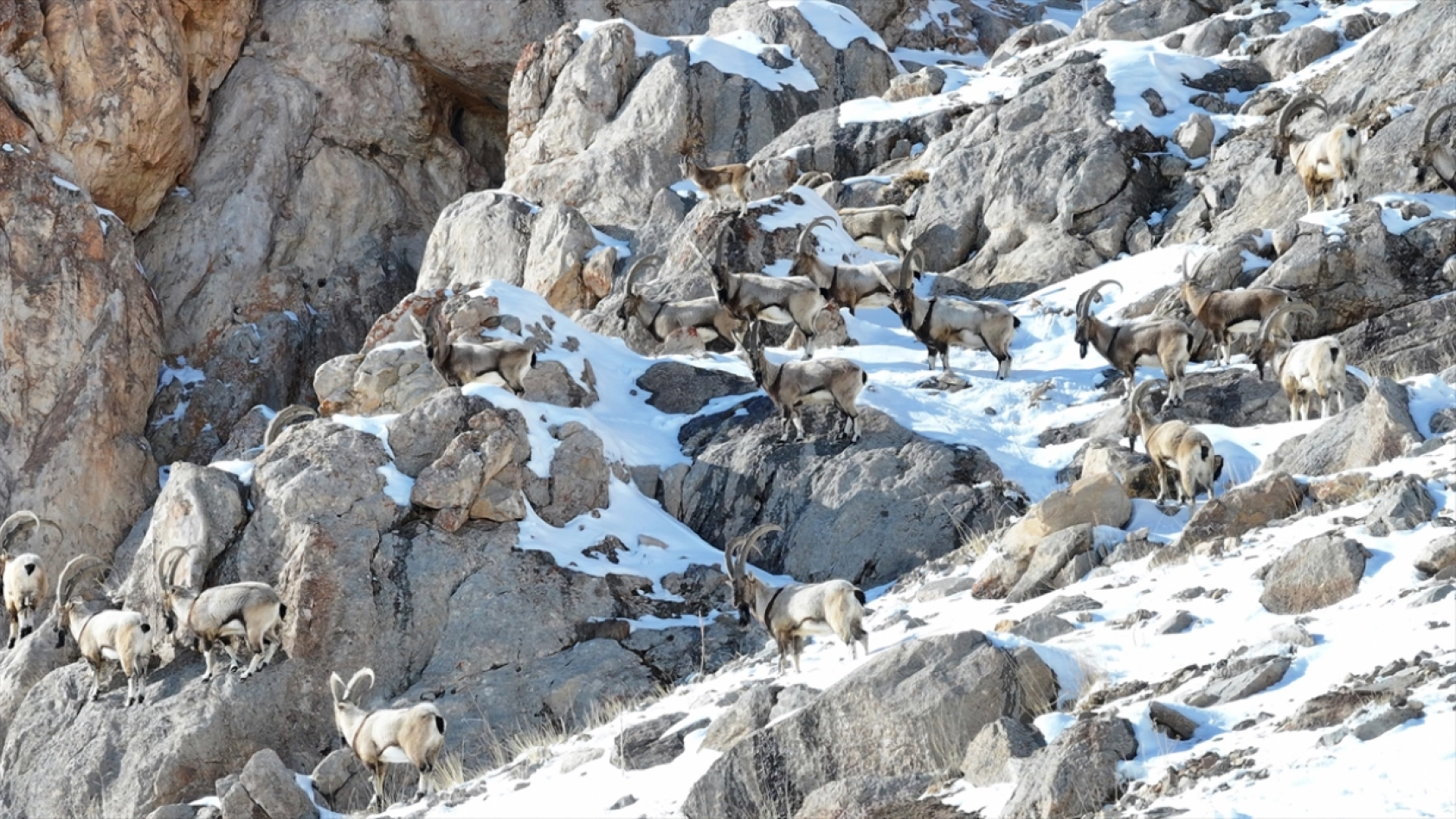 'Doğanın bekçileri' karlı dağlarda yaban hayatını korumaya çalışıyor