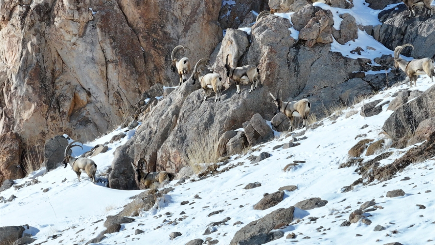 'Doğanın bekçileri' karlı dağlarda yaban hayatını korumaya çalışıyor