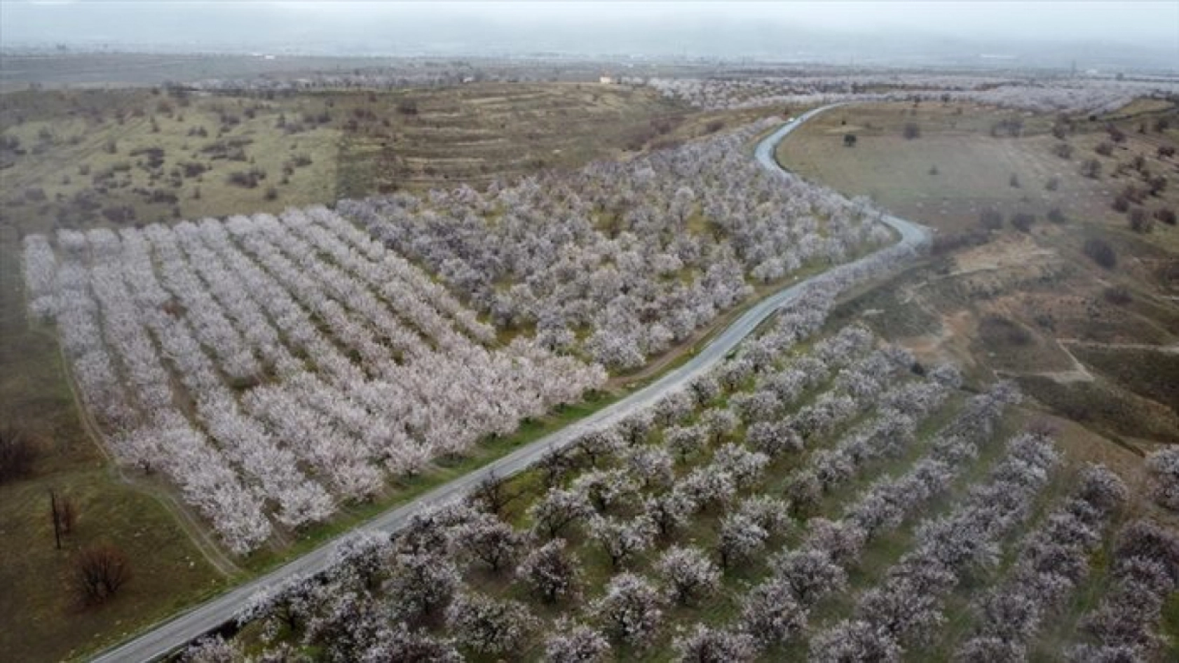 Malatya çiçek açtı