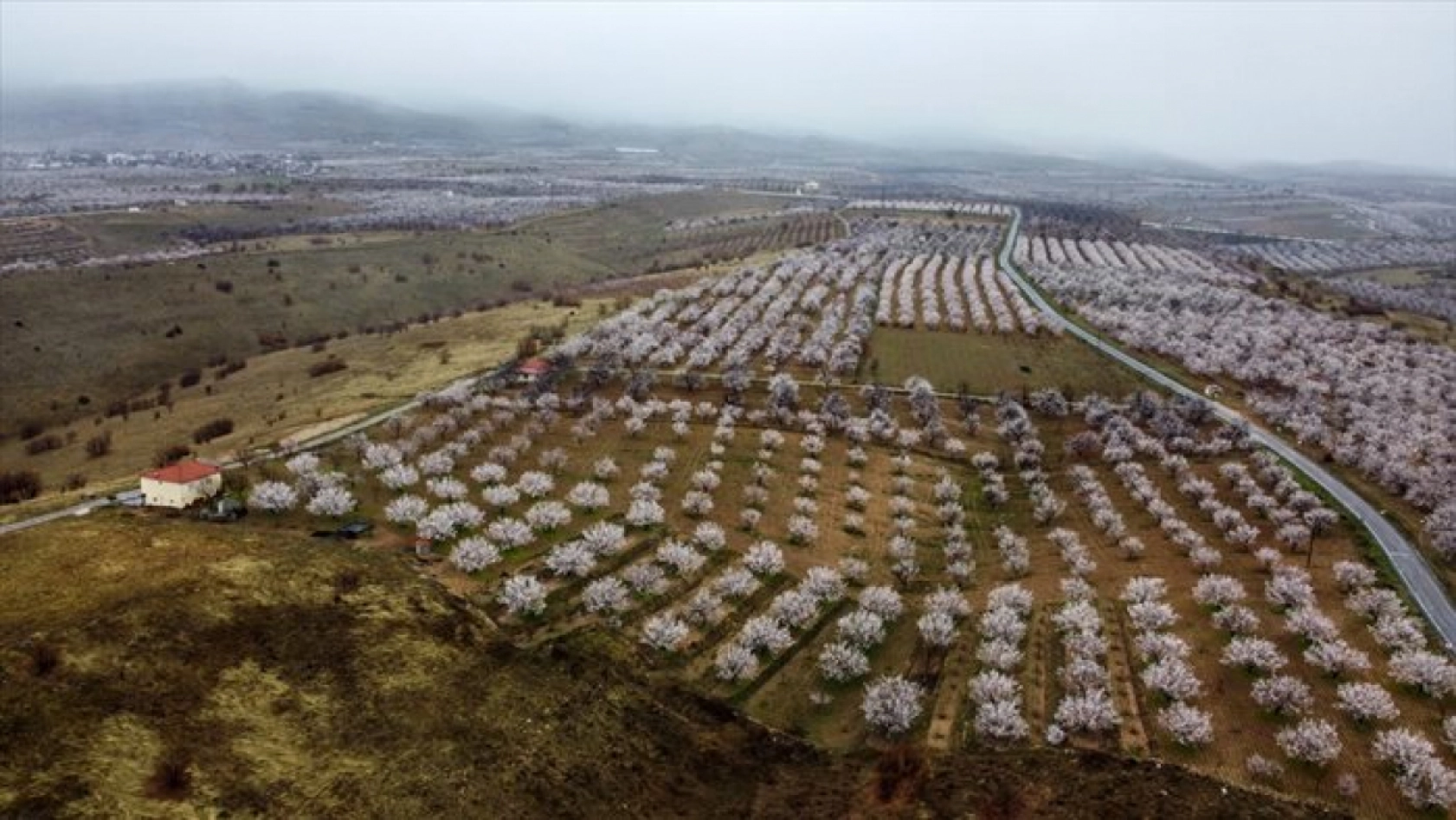 Malatya çiçek açtı
