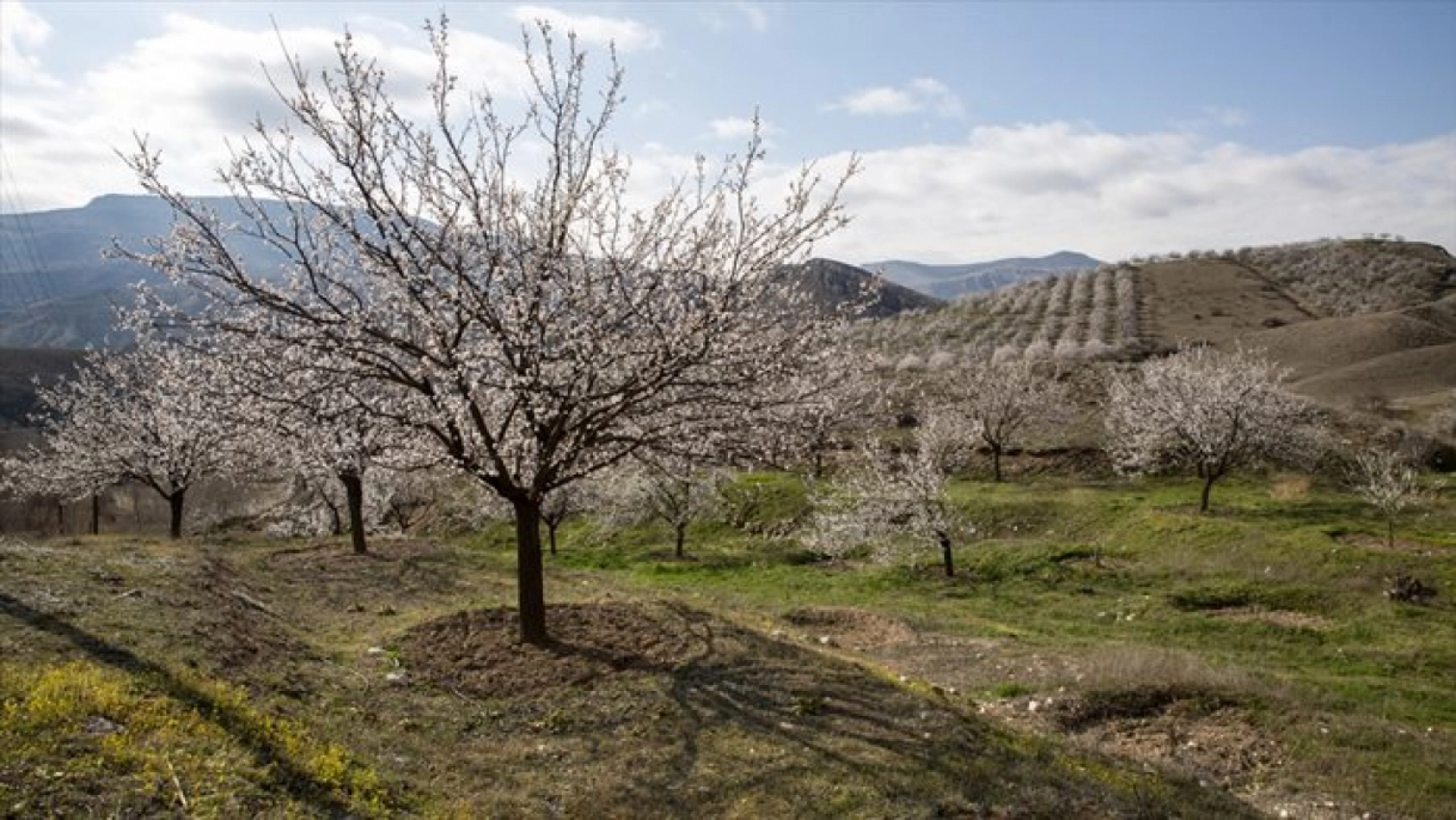Malatya çiçek açtı
