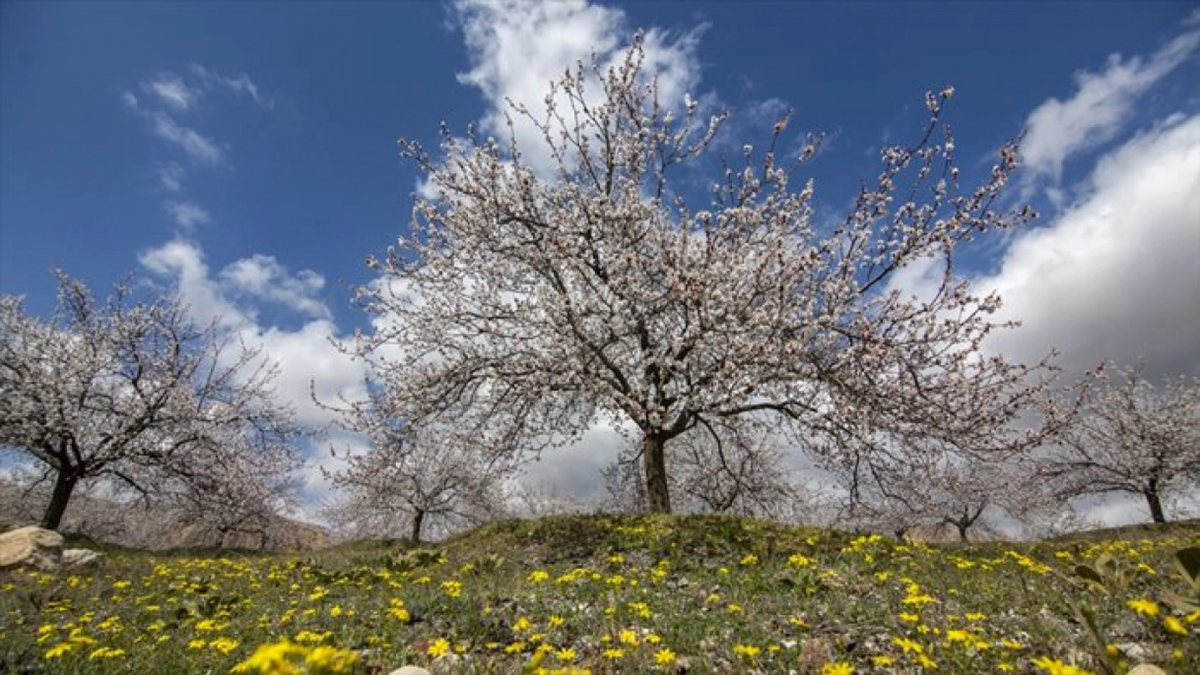 Malatya çiçek açtı