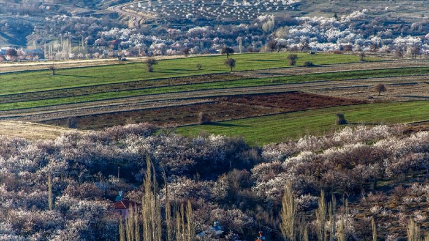 Malatya çiçek açtı