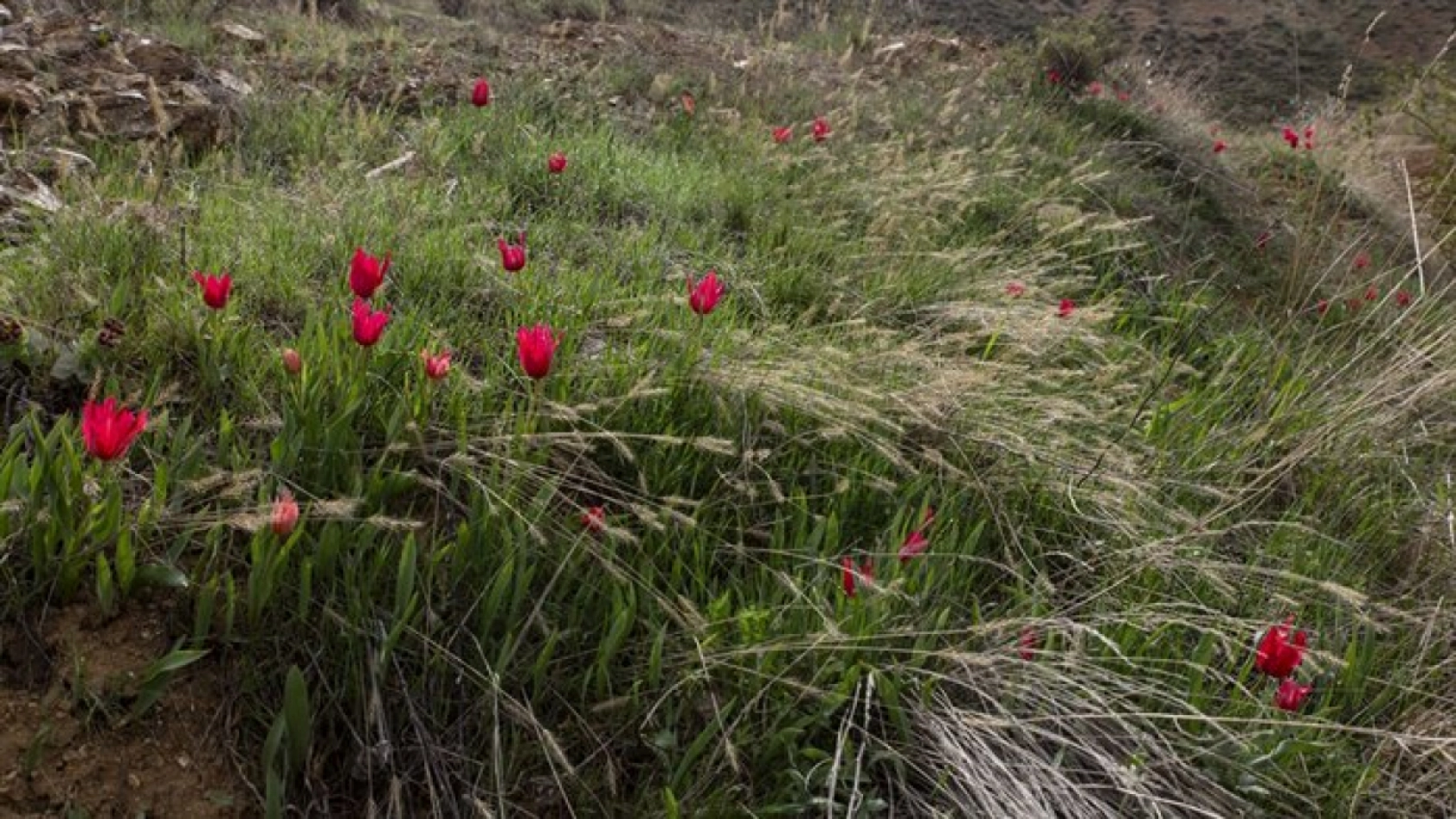 Porga Vadisi doğa tutkunları ve fotoğrafçıların ilgisini çekiyor