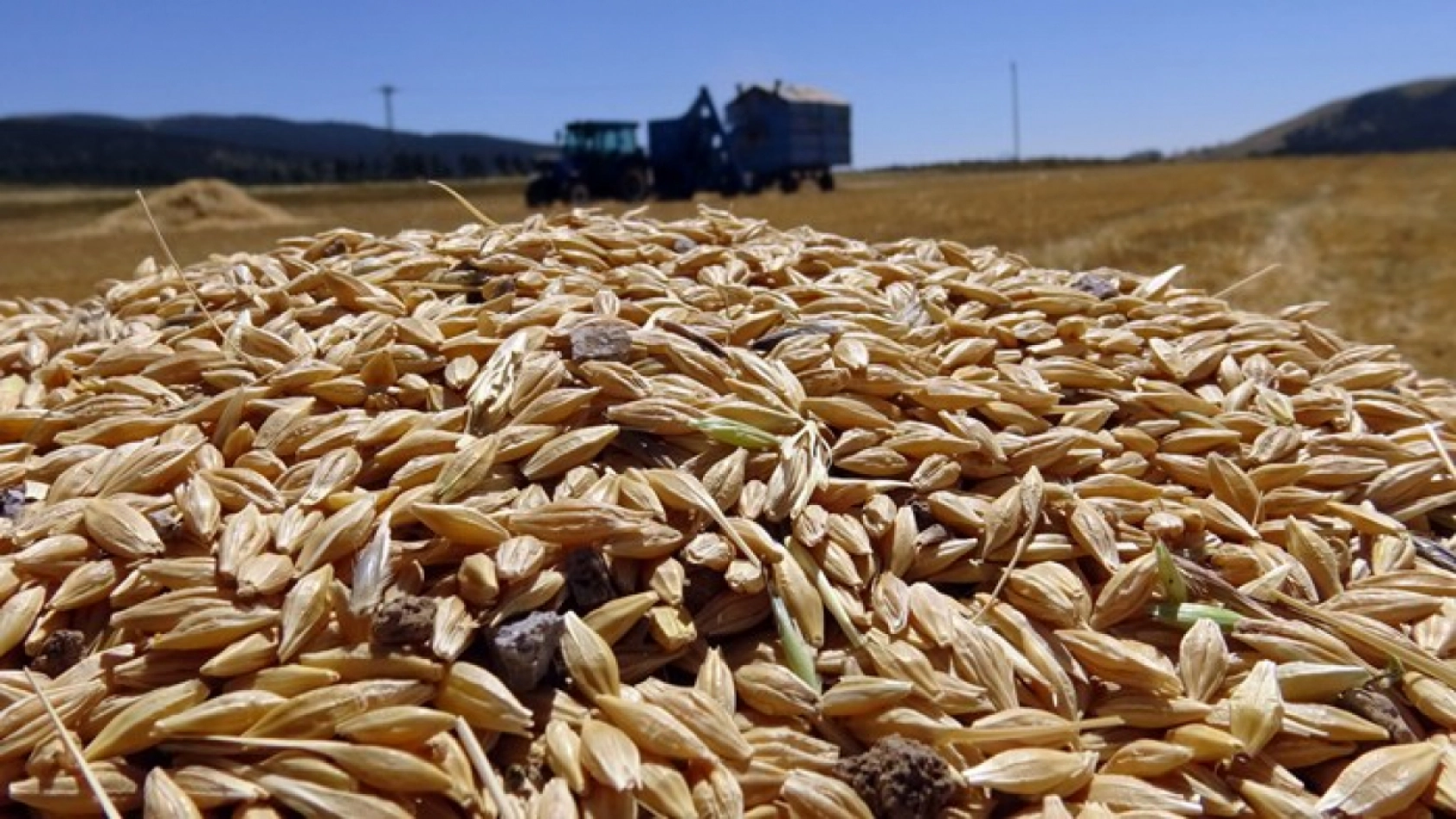 Sarıkamış'ta Çiftçiler Biçerdöver ve At Tırmığıyla Hasatta