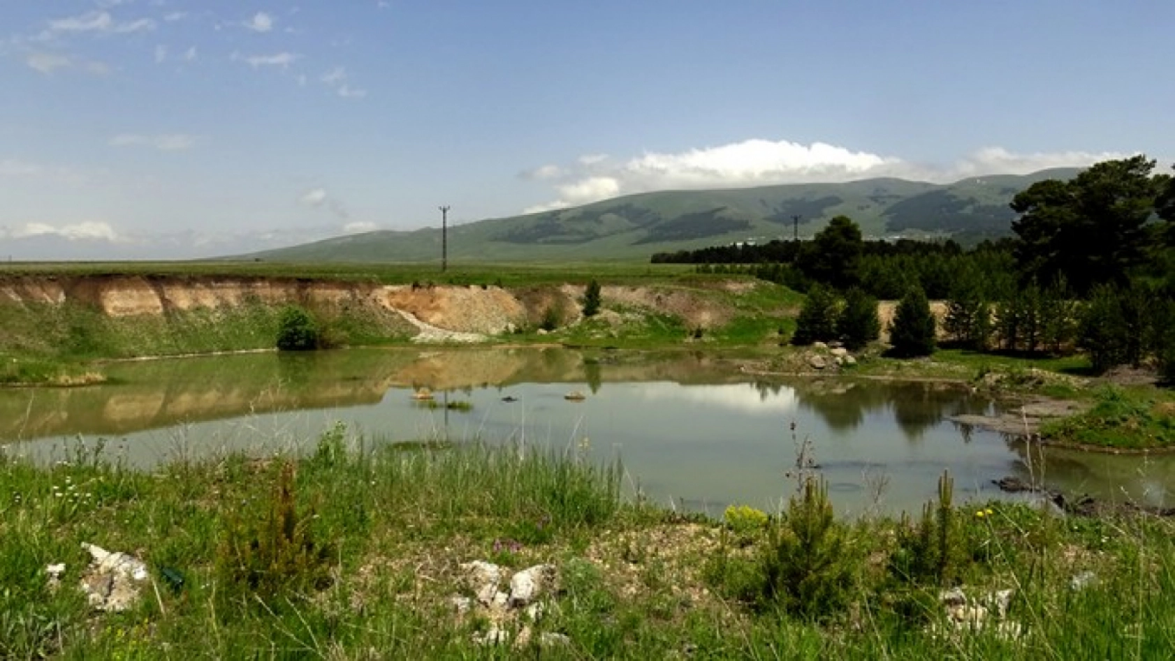 Kars'ta yumurtadan çıkan angutlar doğayla buluştu