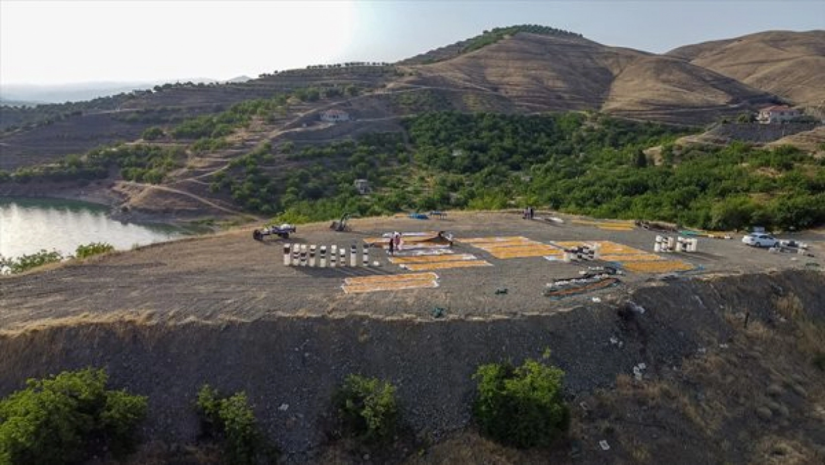 Malatya'da Kayısı Hasad Zamanı