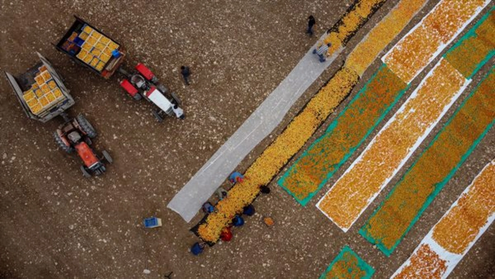 Malatya'da Kayısı Hasad Zamanı