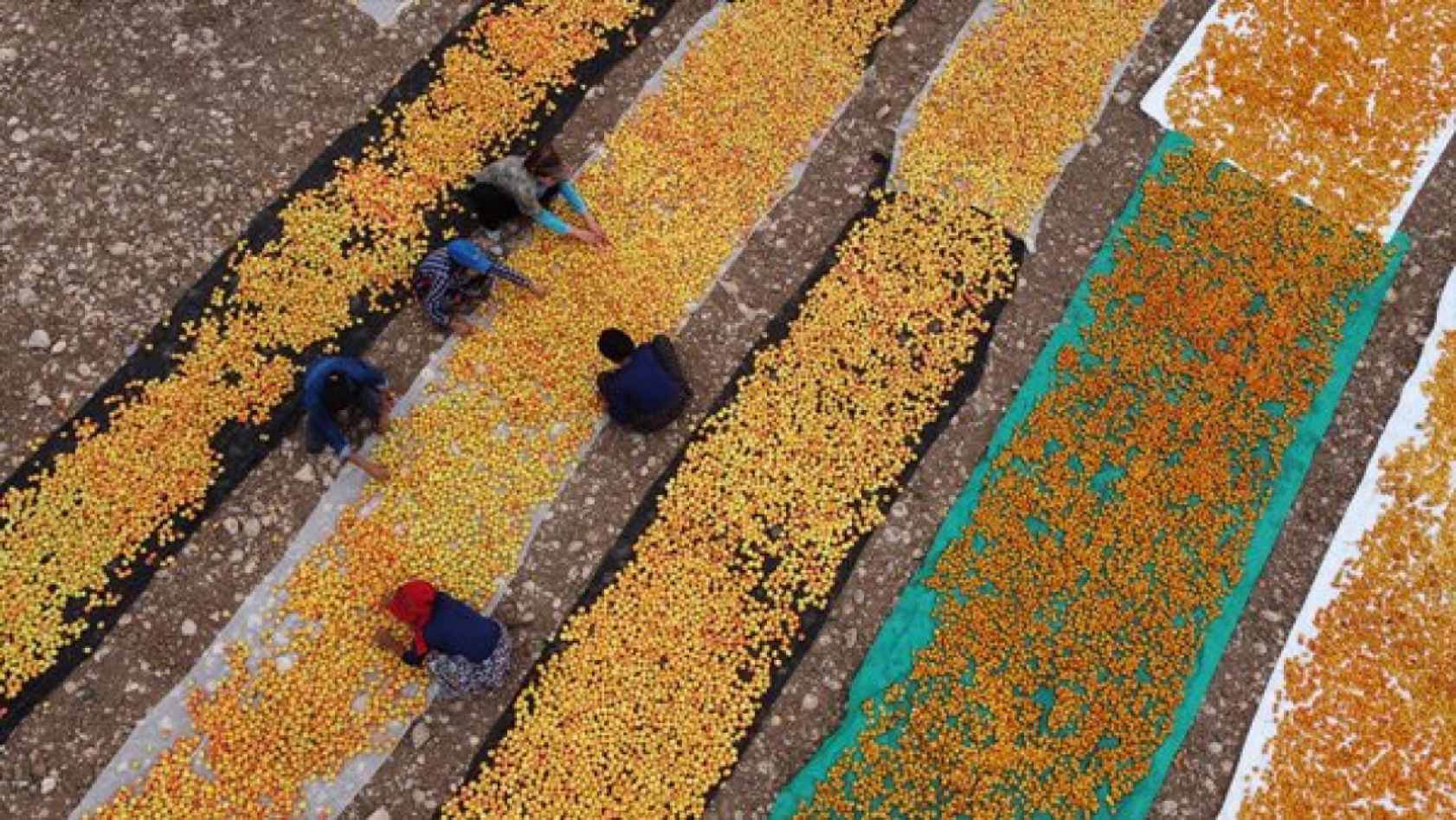 Malatya'da Kayısı Hasad Zamanı
