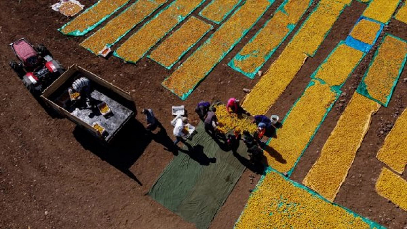 Malatya'da Kayısı Hasad Zamanı