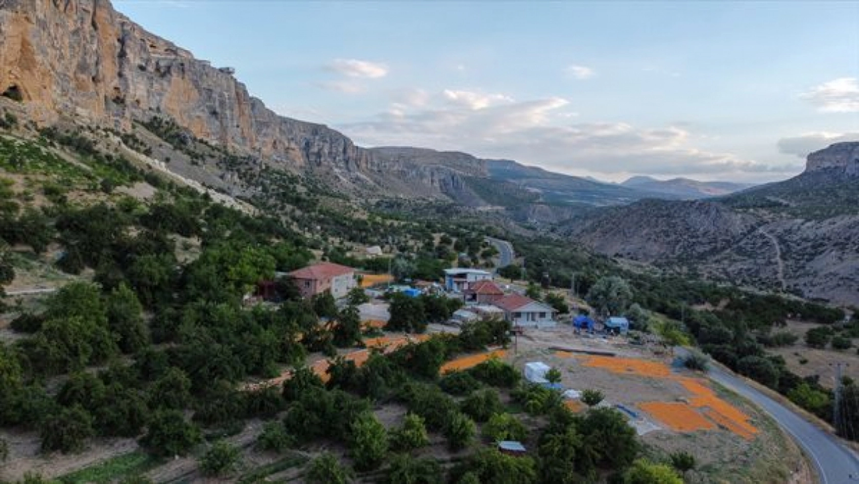 Malatya'da Kayısı Hasad Zamanı