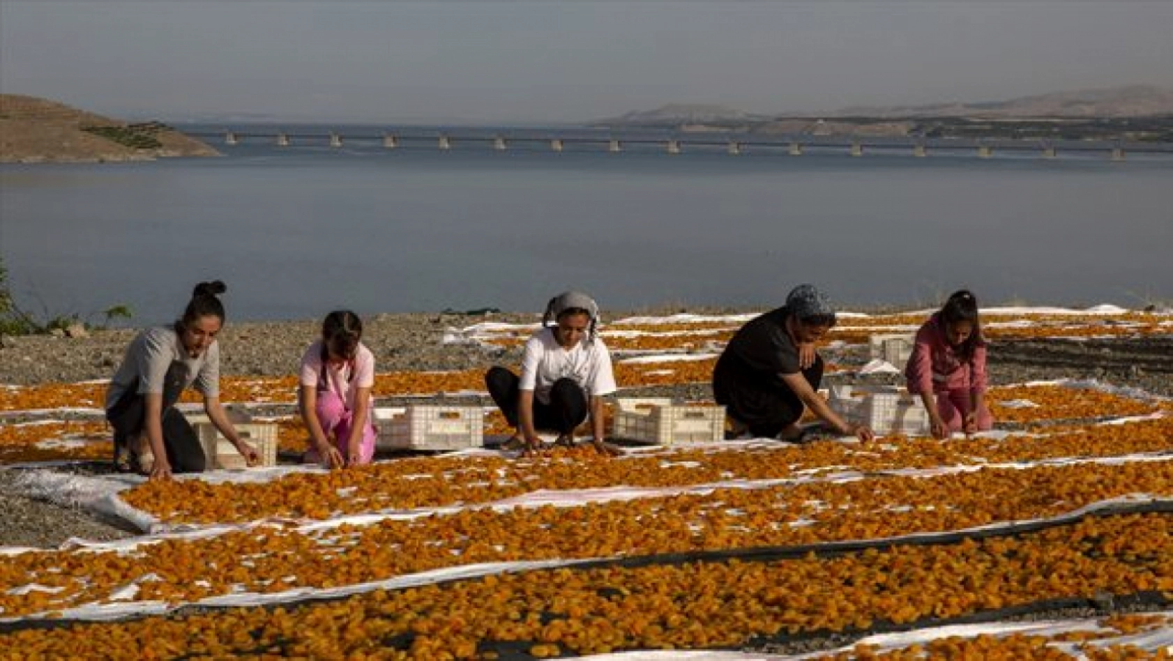 Malatya'da Kayısı Hasad Zamanı