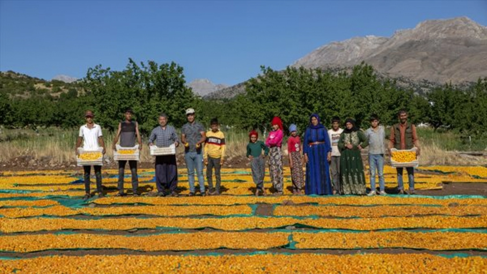 Malatya'da Kayısı Hasad Zamanı