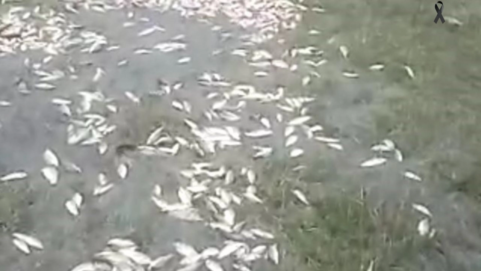 Malatya'da sel nedeniyle taşan göldeki balıklar karaya vurdu