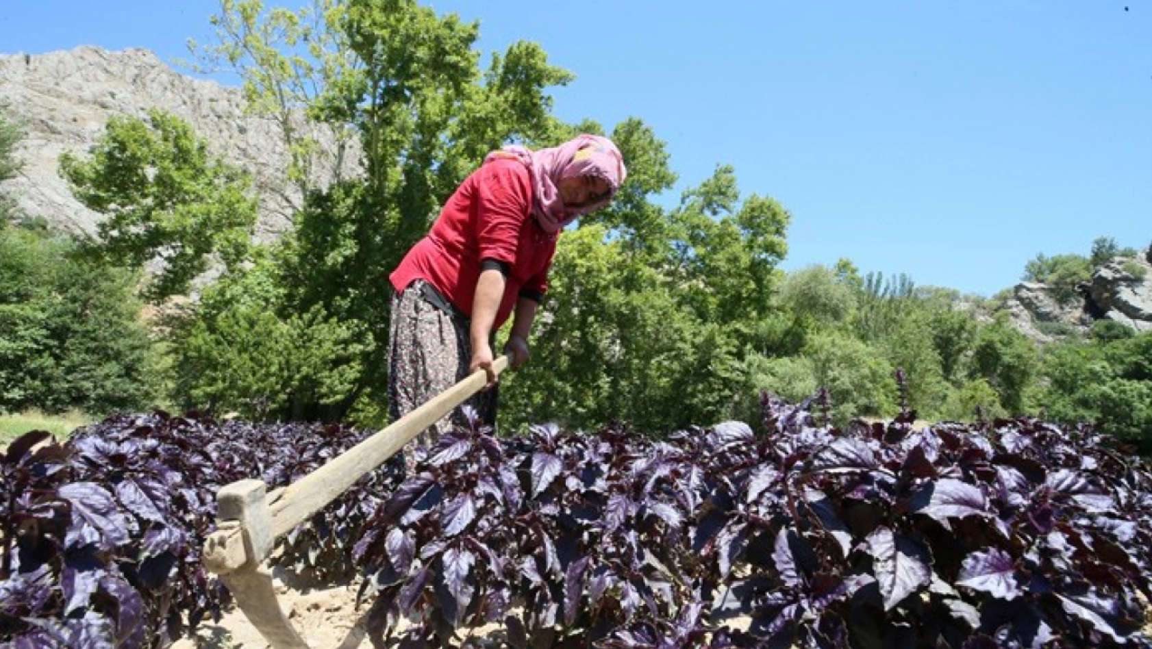 Arapgir Mor Reyhanı Ekonomiye Can Katıyor