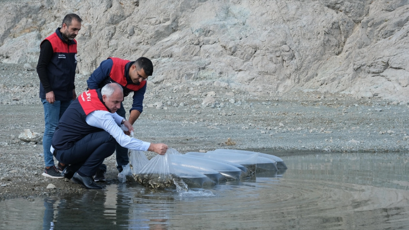 Baraj ve göletlere 2,2 milyon sazan yavrusu bırakıldı