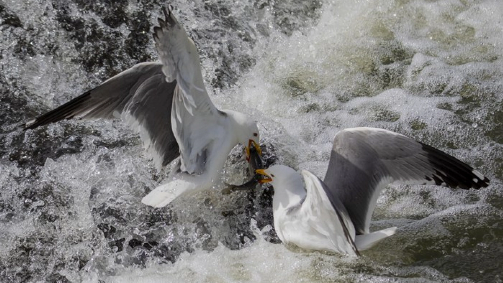 Binlerce kişi inci kefali göçünü izledi