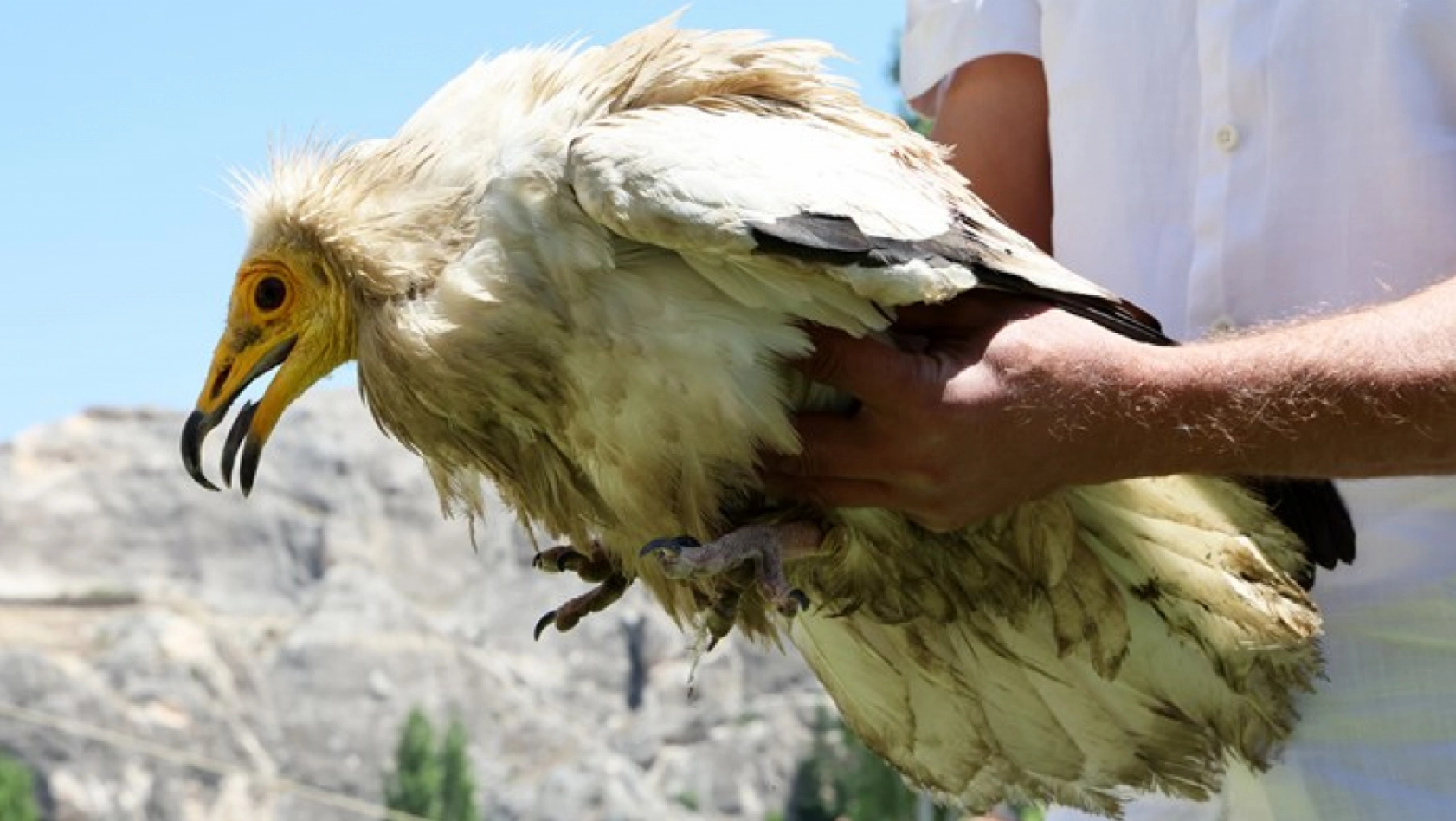 Darende'de Yol Kenarında Bulundu: Beyaz Akbaba Koruma Altına Alındı