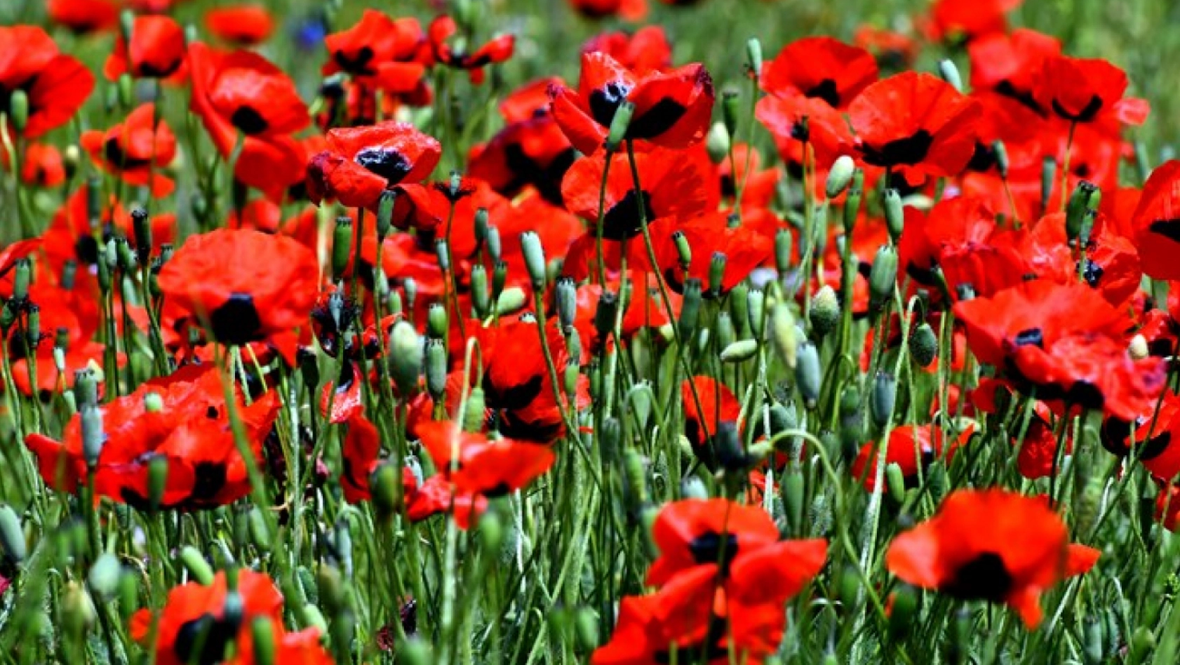 Doğanın Renk Paleti Kars'ta Açıldı: Gelincik Zamanı