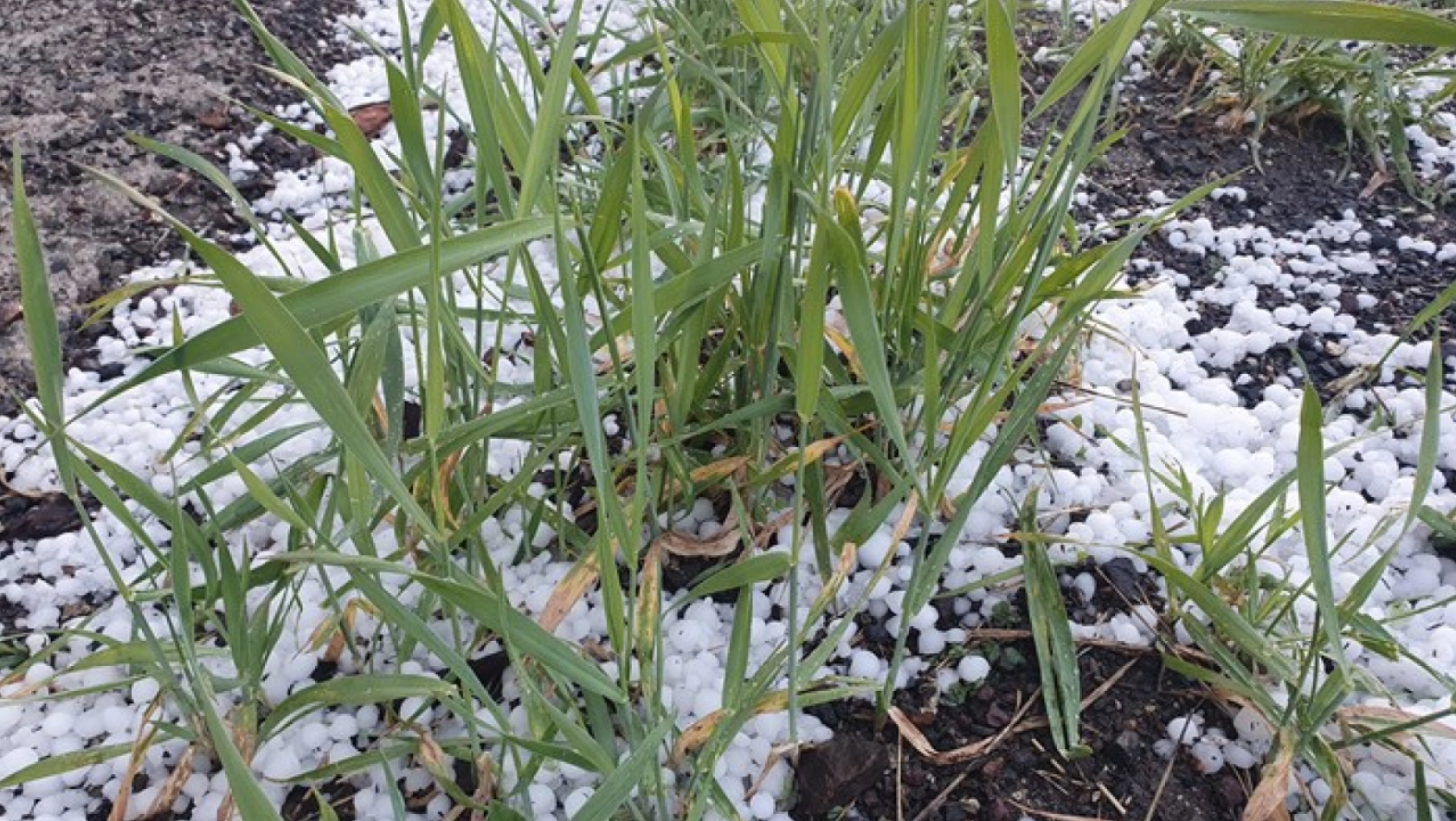 Erzurum ve Ardahan'da dolu ve sağanak etkili oldu