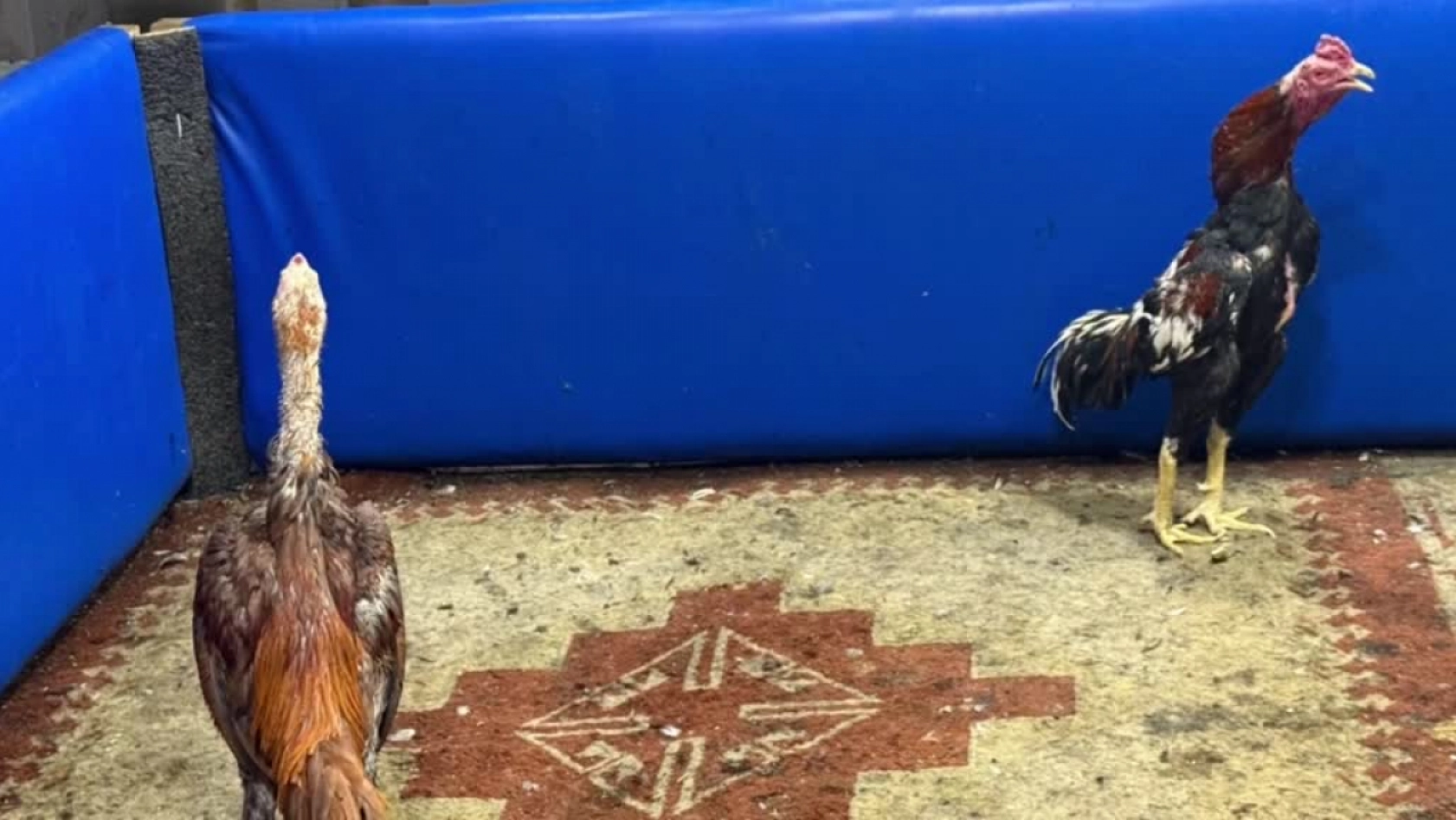 Horoz dövüştüren 5 kişiye 46 bin 235 lira ceza