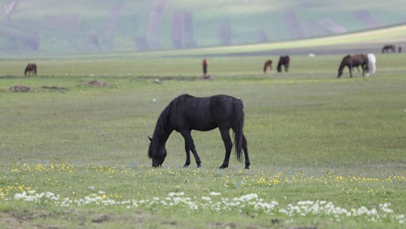 Kars'ın yeşeren doğasında yılkı atları görüntülendi