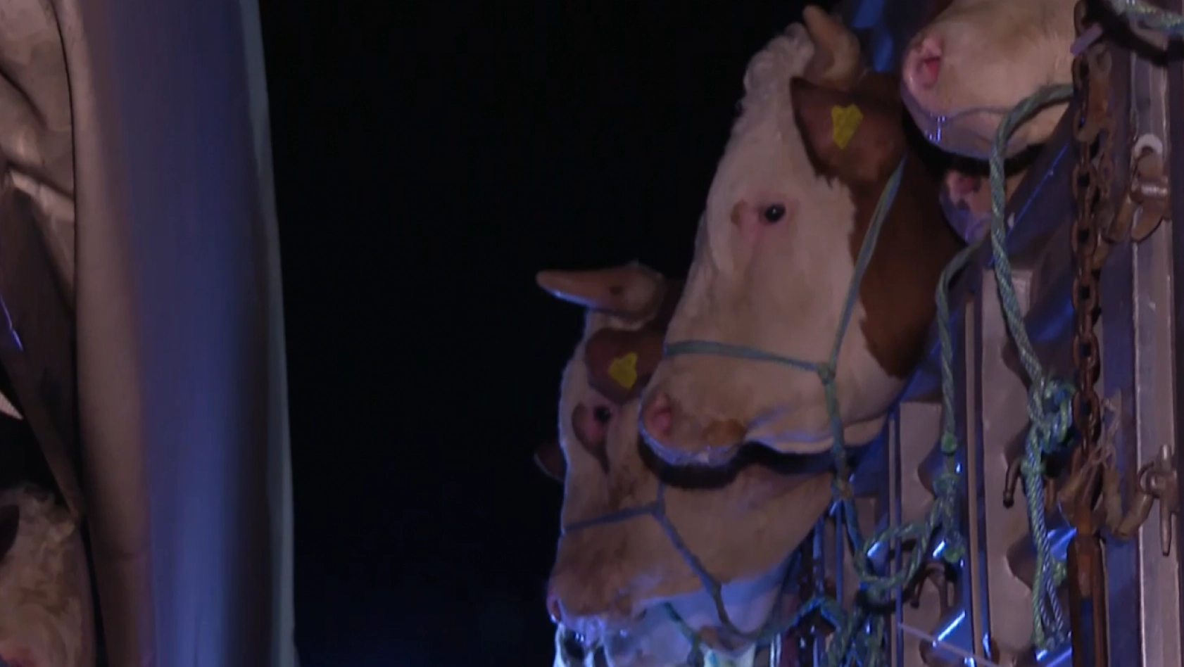 Kurbanlık hayvan girişleri başladı