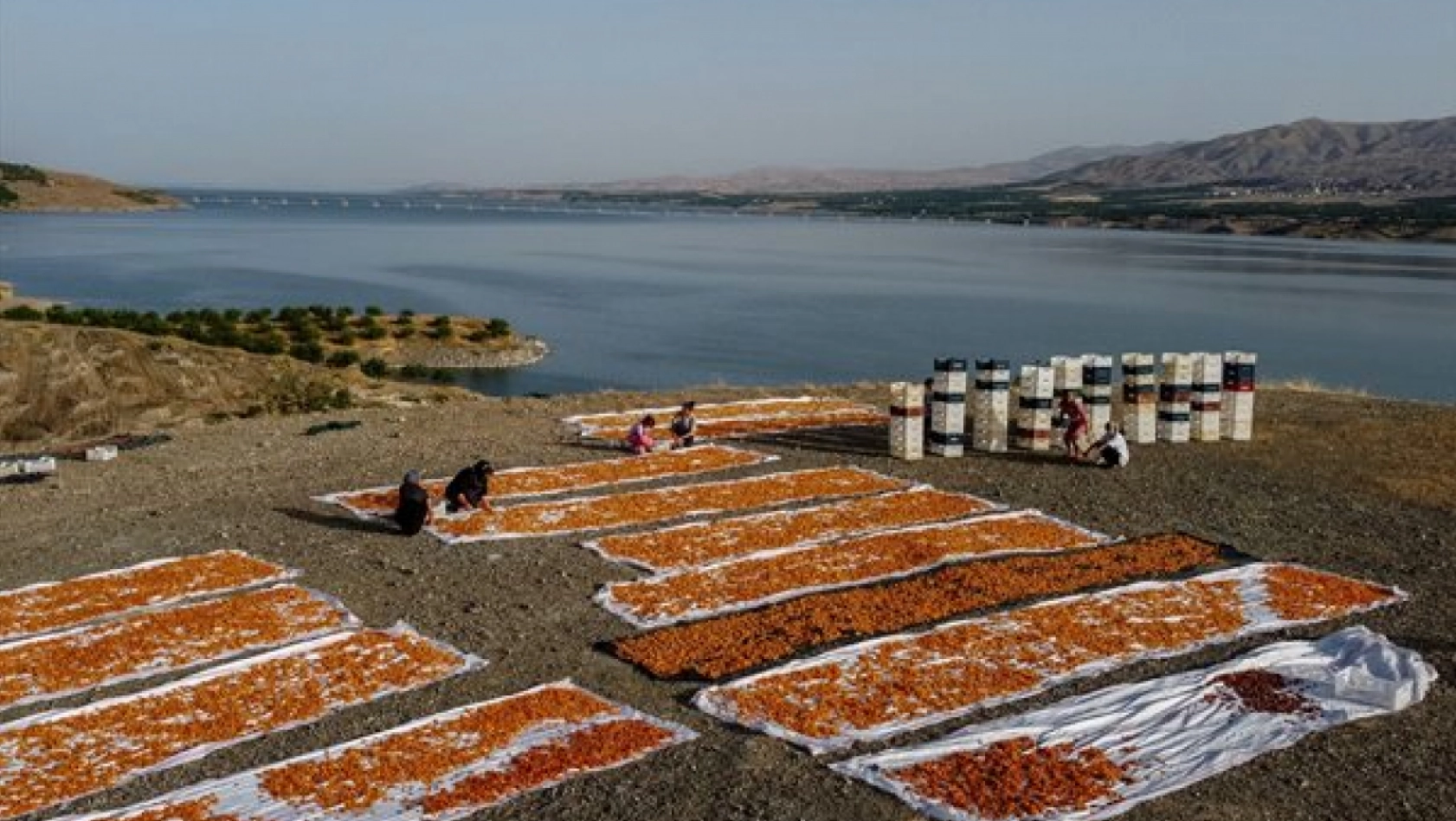 Malatya'da Kayısı Hasad Zamanı