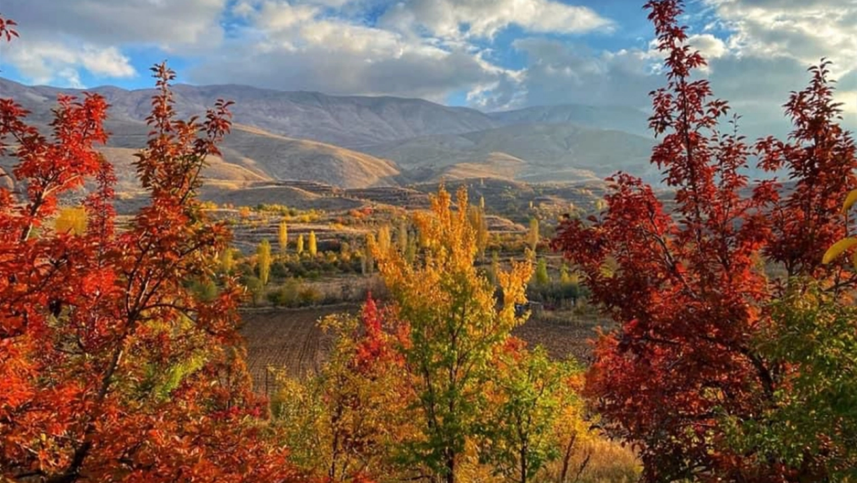 Malatya ovası kayısı ağaçlarının sararmasıyla renklendi