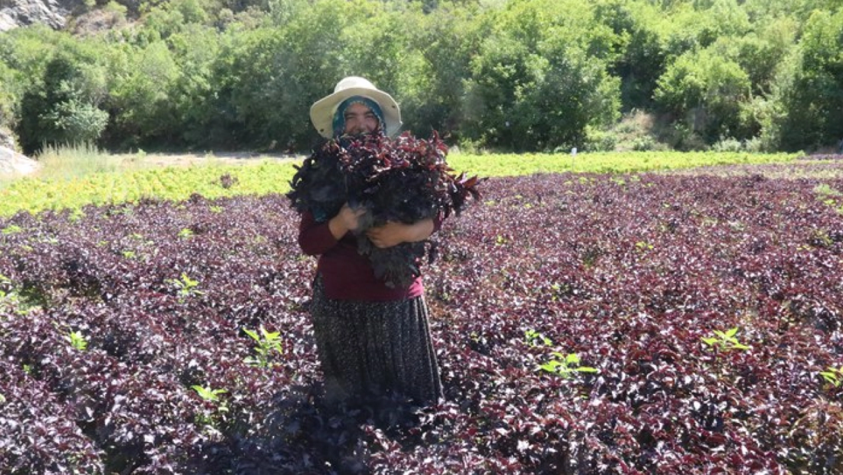 Mor Reyhan Japonya'ya, Köhnü Üzümü Türkiye'nin Dört Bir Yanına