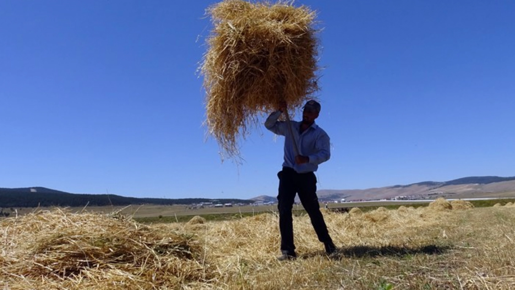 Sarıkamış'ta Arpa ve Yulaf Hasadı Başladı