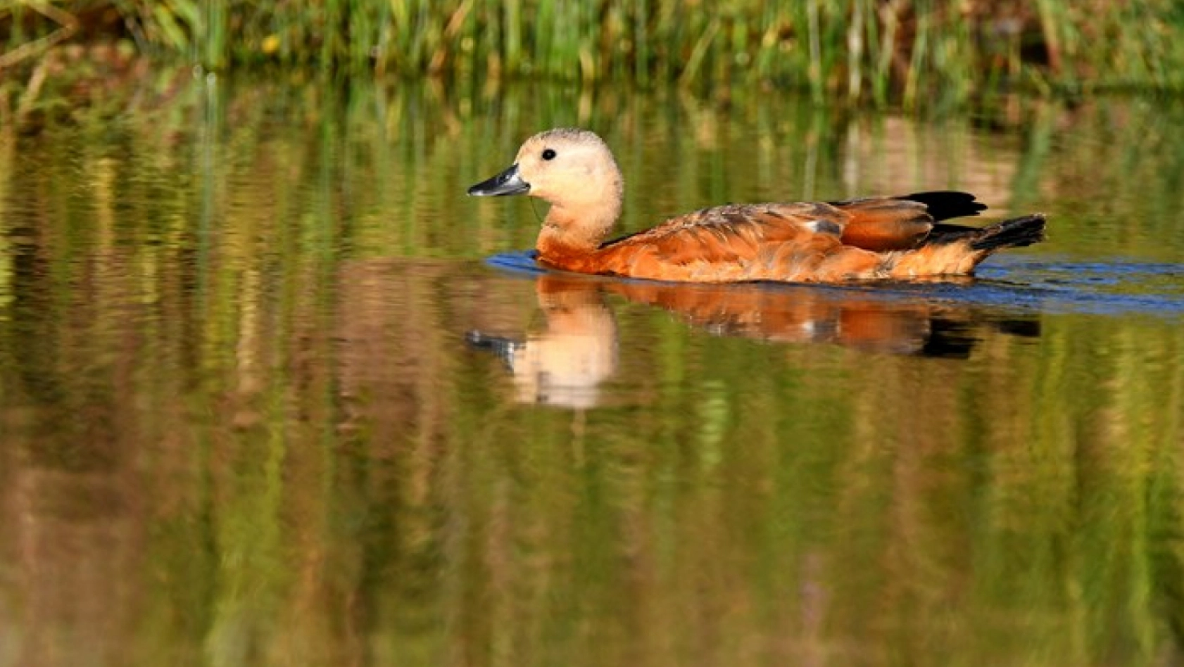 Sulak alanları yaban kuşlarına ev sahipliği yapıyor