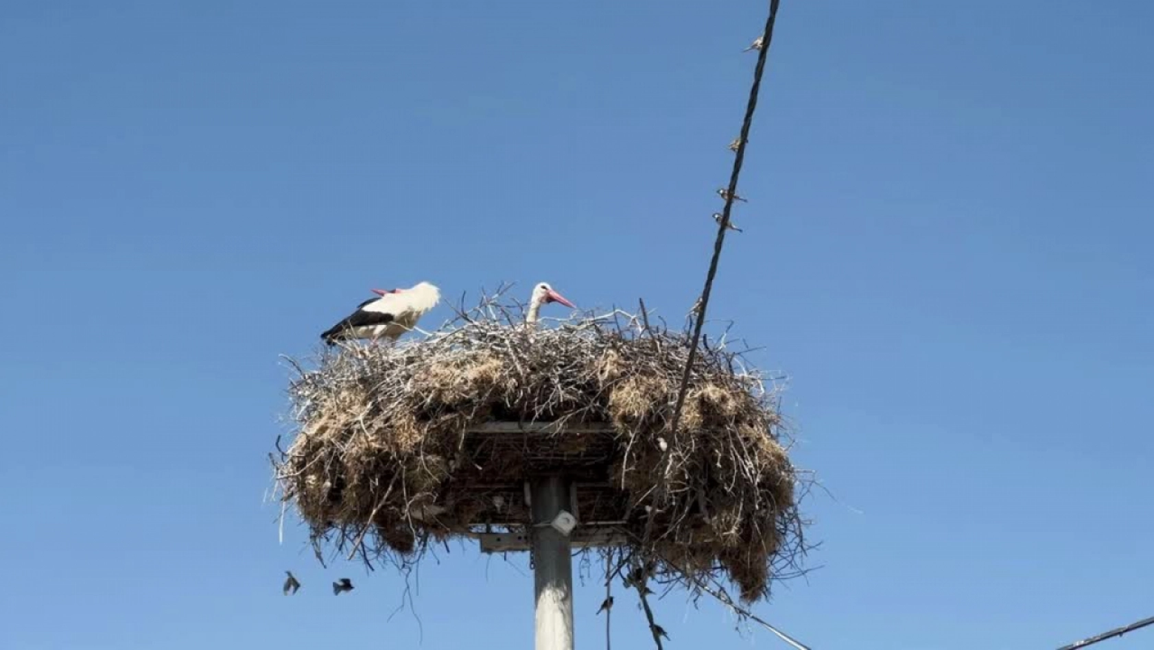 Yaren leyleğin yavruları sağlık kontrolünden geçirilerek halkalandı
