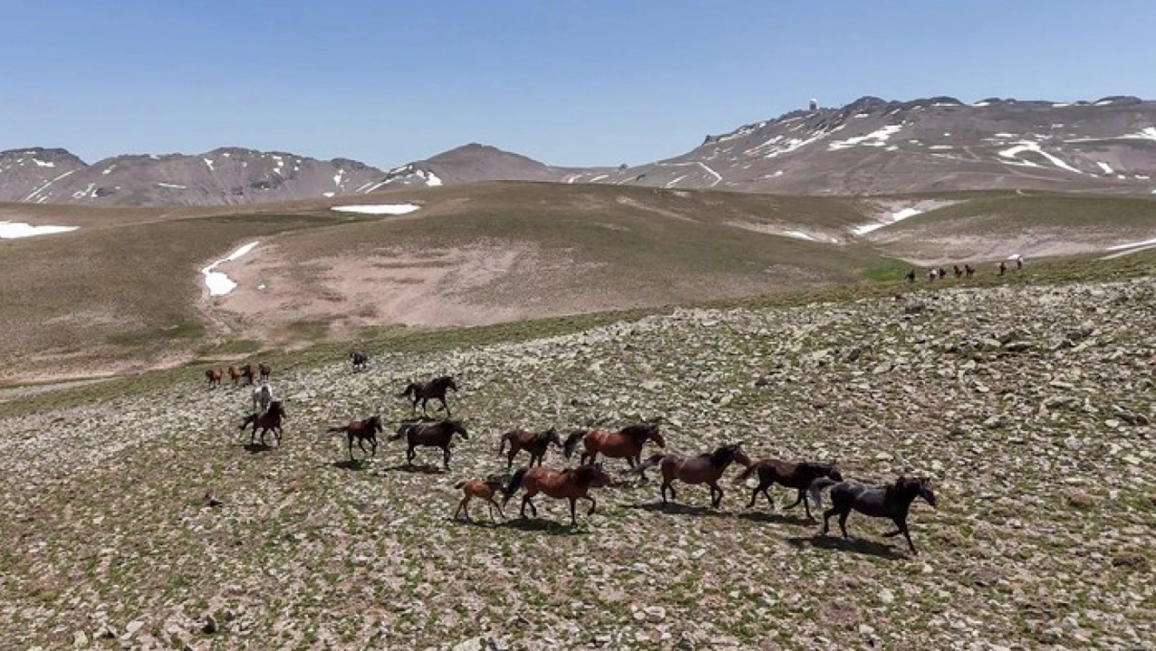 Yılkı atları Yama Dağı'nda özgürce koşuyor