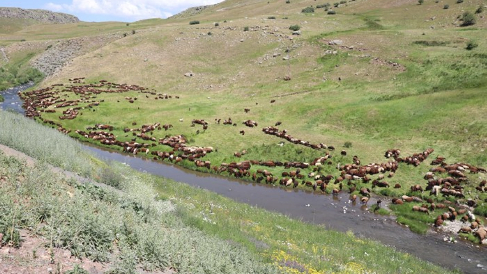 Zorlu Koşullarda Üretim: Göçerler Yazı Yaylalarda Geçiriyor
